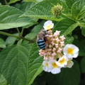 青條花蜂與馬纓丹