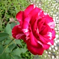 一枝玫瑰獨自美麗