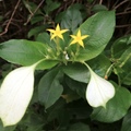 此植物最主要的特徵是五個萼片當中的一片特化為一白玉葉。
象徵在五濁惡世裡也可修得一潔淨無污染的白。



