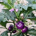 紫光茄