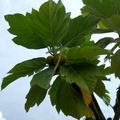 麵包樹（學名：Artocarpus altilis，英語：breadfruit）波羅蜜屬
，又稱波羅蜜樹、馬檳榔、麵磅樹。
原產於馬來半島以及波里尼亞。
夏威夷熱帶植物園中，擁有全球最多樣化的麵包樹種...
有很高的＂純天然＂礦物質和蛋白質含量喔
目前海地正在推廣栽培。