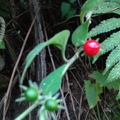 茄科紅絲線屬-雙花龍葵(金錦紐)