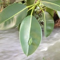 小葉子，是一般厚葉石斑木的葉片約4.5cm，可推估橡樹之葉。
