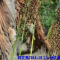 2014.10.14.上午去台北植物園，看到斑文鳥在高粱上，隨風搖曳，努力加餐飯，從編號2911拍到3049，共139張，刪掉不少......