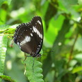 台北植物園