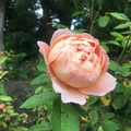 Rose from Rose Garden 