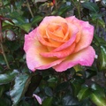 Rose from Rose Garden 