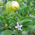 檸檬花 - 1