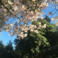 Cherry blossom 2021
