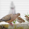 小花貓動物管理中心