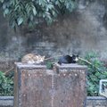 竹田驛園的兩隻貓