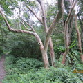 南澳‧莎韻小路(大自然)。九芎樹，又稱猴不爬。