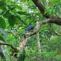 晨間的台灣藍鵲
