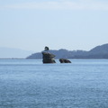 日本三景 - 松島，原有許多一島一松景觀，311大震後絕大多數沉入海中！