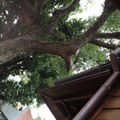 樹與屋簷的對話