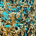 珊瑚海