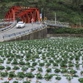 20120218大湖草莓樂