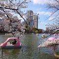 2023日本東京春之散策~上野不忍池