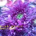 臺灣大紫菊