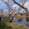 2023日本東京春之散策~上野不忍池