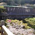 京都清水寺浴佛與2013春櫻