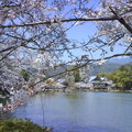 京都嵐山大覺寺大澤池春櫻