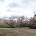 2013京都春櫻散策