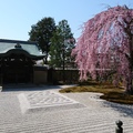 《春之京都散策》～京都高台寺