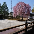 《春之京都散策》～京都高台寺
