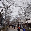2023東京春之散策～鎌倉鶴岡八幡宮
