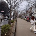 2023東京春之散策～鎌倉鶴岡八幡宮