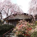 京都原谷苑，是一個佔地約4千多平方公尺的賞櫻聖地，堪稱京都私人之賞櫻秘密花園。春天開放一個月，門票不定，依照花開狀況收費喔！