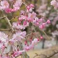 京都府立植物園