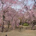 京都府立植物園