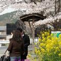 京都山科疏水的櫻木花道