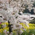 京都山科疏水的櫻木花道