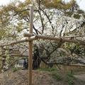 京都府立植物園