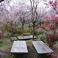 京都春季秘密花園--京都原谷苑