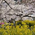 京都山科疏水的櫻木花道