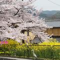 粉白的盛開櫻花加上黃黃的油菜花散步道，這美麗配色可是許多日本相機、電視大廠廣告景色的最愛呀！看過本尊才知道現場有多美~