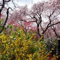 京都春季秘密花園--京都原谷苑