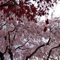京都春季秘密花園--京都原谷苑