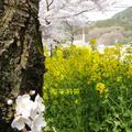 京都山科疏水2011春 15