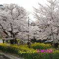京都山科疏水的櫻木花道