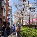 2023日本東京春之散策～中目黑