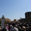 《日本關西散策》～【大阪造幣局】四月限定賞櫻