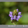 微距花卉101-05-01-1