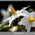 微距花卉101-05-01-4