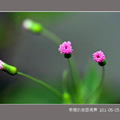 近拍花卉101-05-05-6