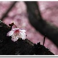 武陵偌大的園區，有好幾公里長的範圍，處處都是櫻花美景，滿眼所見都是十成盛開的櫻花，不管怎麼拍，就是一個美字。